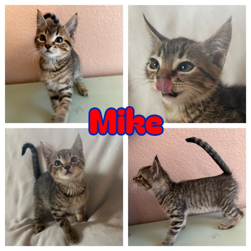 Mike thumbnail 2