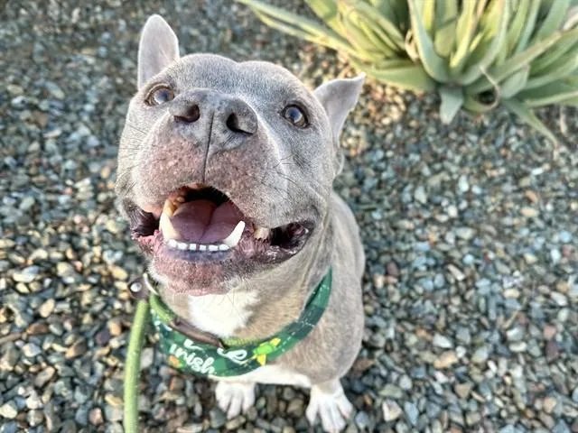 An adult large-sized male Staffordshire Bull Terrier dog named Ronald for adoption in Mesa, AZ