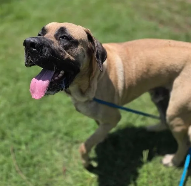 An adult large-sized male Mixed Breed dog named Bigumz for adoption in Columbia, SC