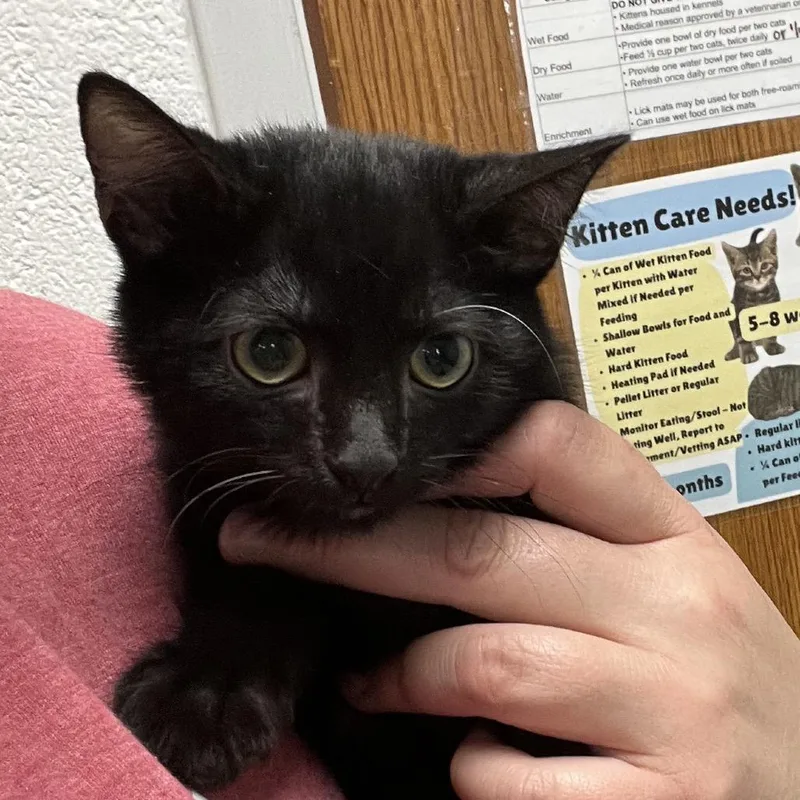 A baby small-sized male Black Domestic Short Hair cat named RobloxC for adoption in East Saint Louis, IL