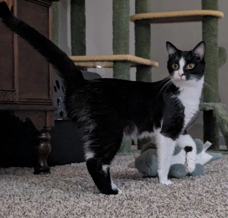 A young medium-sized female Black & White / Tuxedo Domestic Short Hair cat named Fia for adoption in Maineville, OH