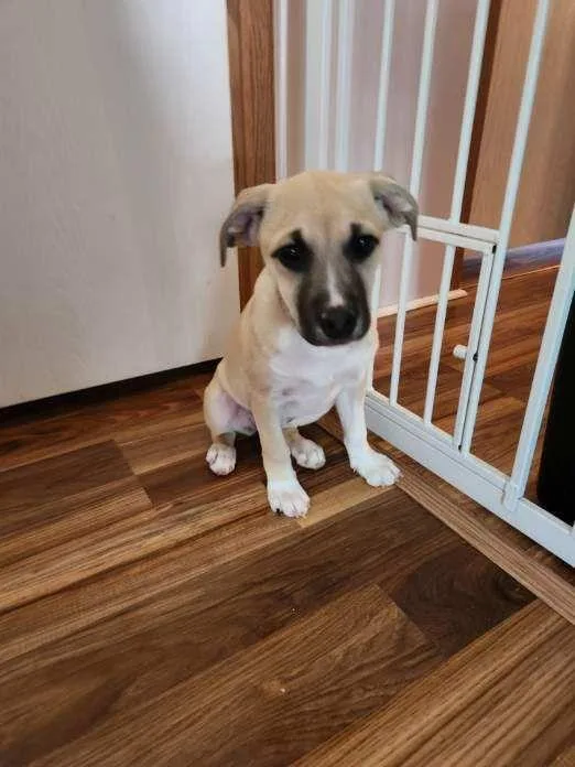 A baby medium-sized female Sable Staffordshire Bull Terrier dog named Indigo for adoption in Yonkers, NY