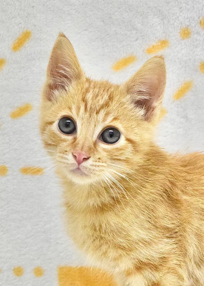 A baby medium-sized male Tabby (Orange / Red) Domestic Short Hair cat named Dusty for adoption in Dublin, CA