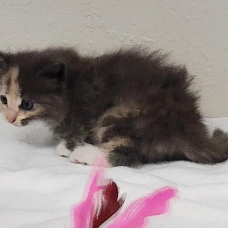 A baby small-sized female Tortoiseshell Domestic Long Hair cat named Starlight for adoption in Willows, CA