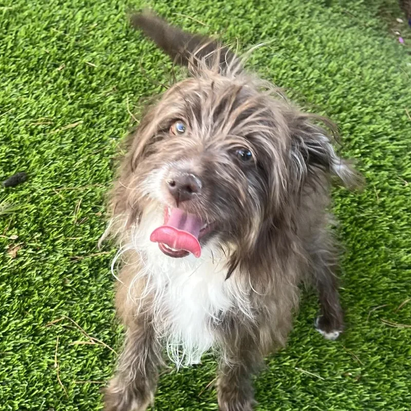 A young small-sized male Brown / Chocolate Terrier dog named Donut for adoption in Las Vegas, NV