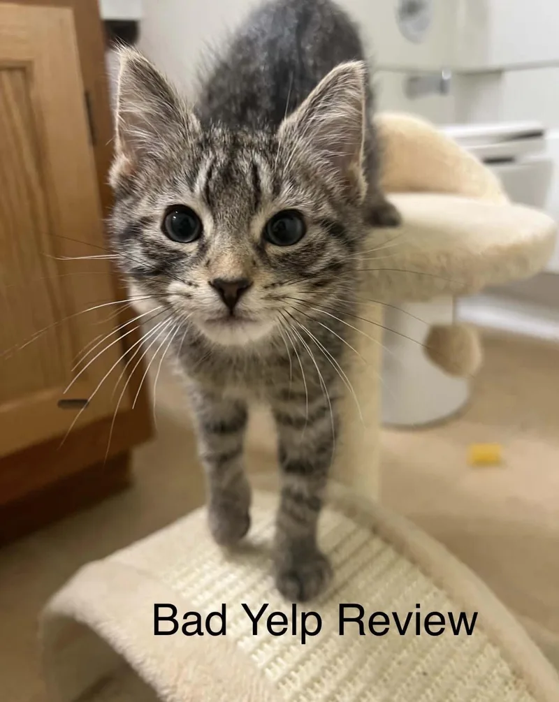 A baby small-sized female Domestic Short Hair cat named Bad Yelp Review for adoption in Lockport, IL