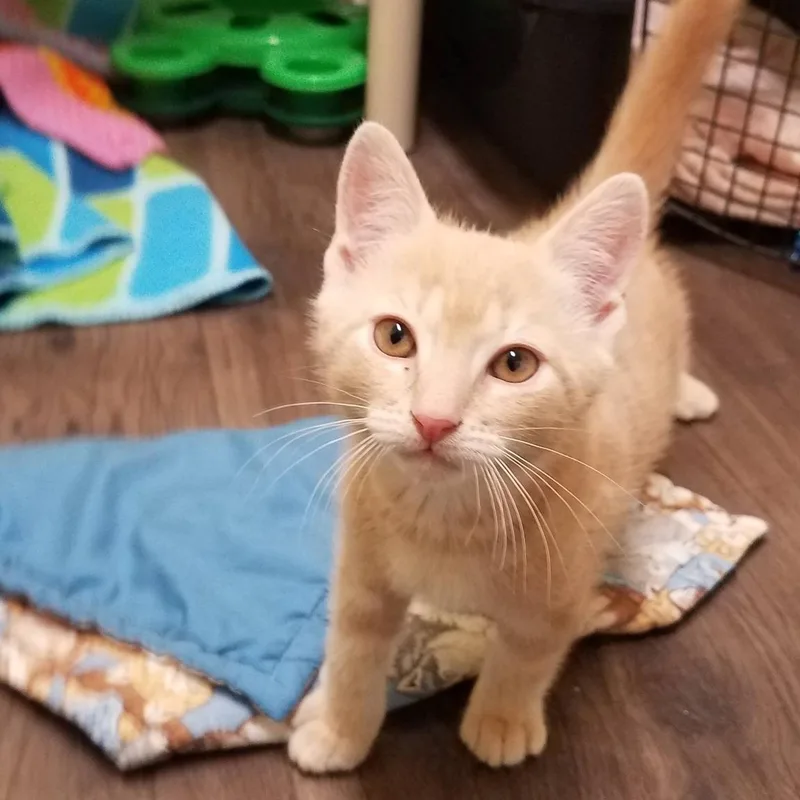 A baby medium-sized male Orange & White Domestic Short Hair cat named Keebler for adoption in Little Falls, NY