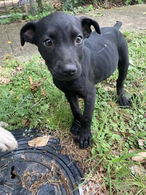 A baby large-sized female Mixed Breed dog named Abby for adoption in Dallas, TX