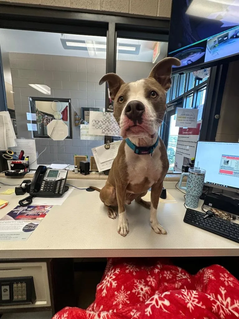 An adult medium-sized male Pit Bull Terrier dog named Turner for adoption in Gallatin, TN