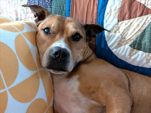 An adult medium-sized female Boxer dog named Gladys for adoption in Chapel Hill, NC