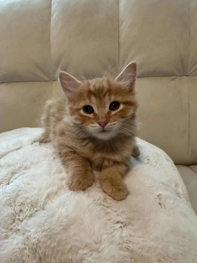A baby small-sized male Tabby (Orange / Red) Domestic Long Hair cat named Karamel for adoption in Lancaster, CA