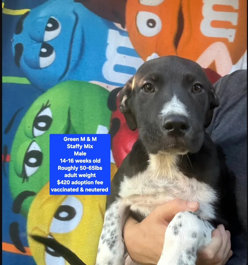 A baby medium-sized male Staffordshire Bull Terrier dog named Green M & M for adoption in Oviedo, FL