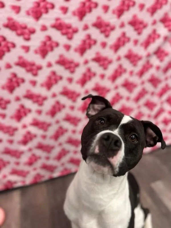 A young large-sized female Black Pit Bull Terrier dog named Delilah for adoption in bellefontaine, OH