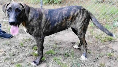Grendel