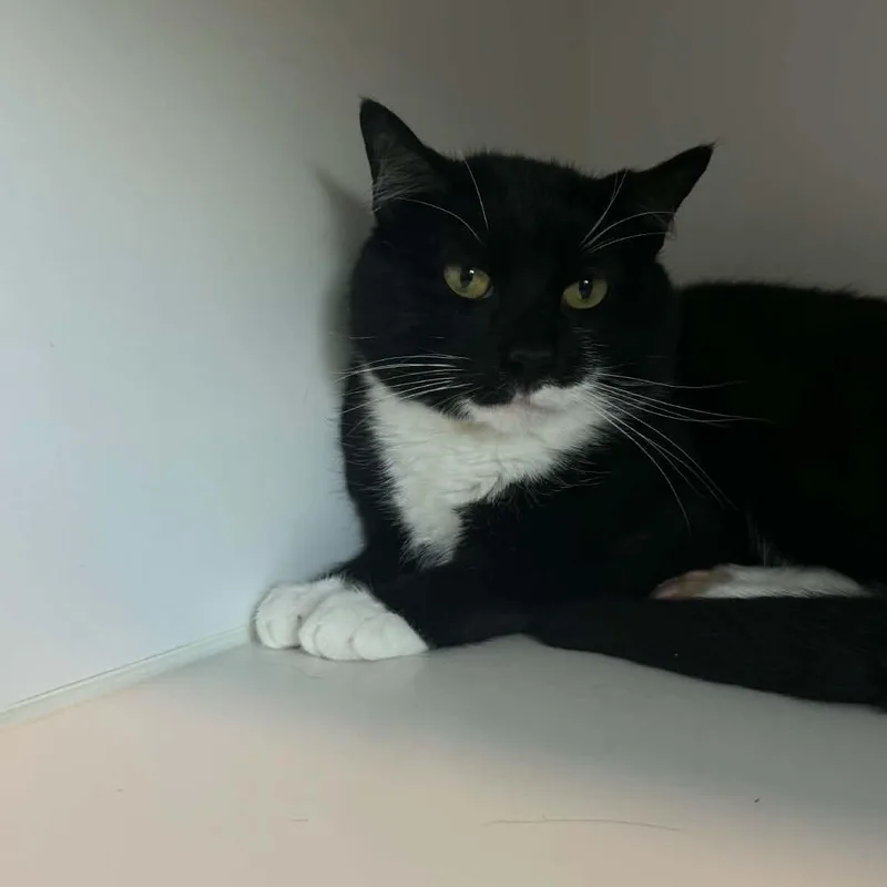 A young large-sized male American Shorthair cat named Charmer for adoption in Danbury, CT