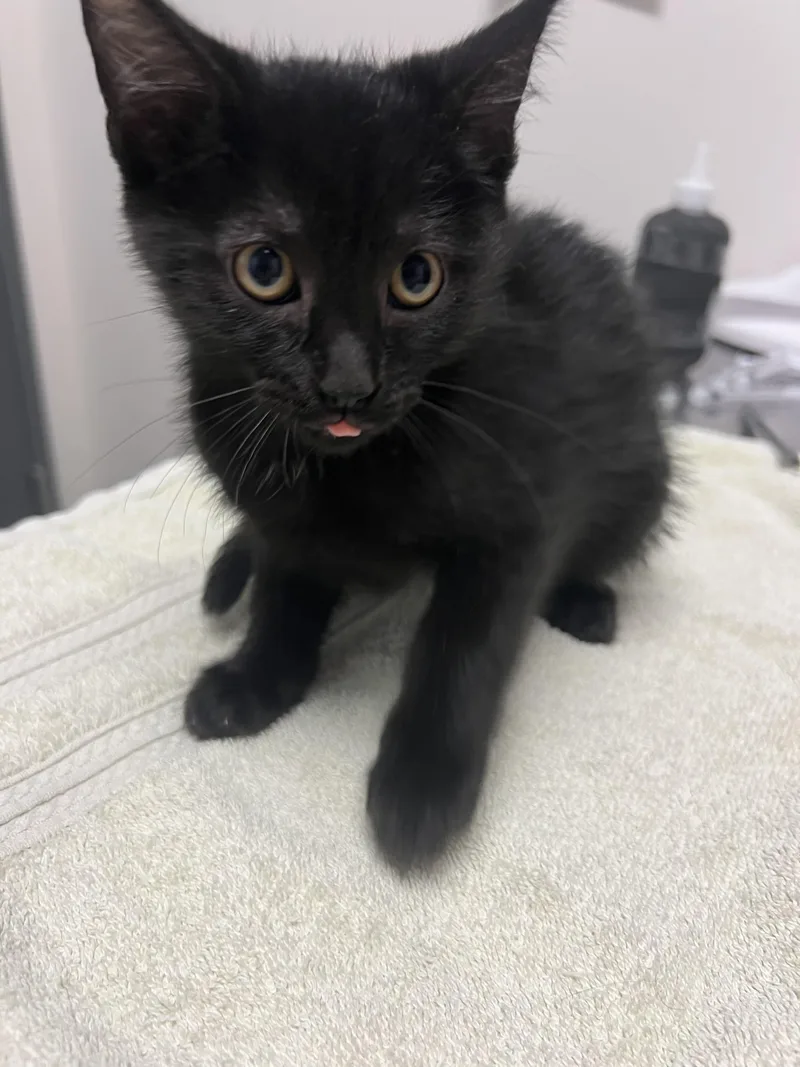A baby small-sized female Domestic Short Hair cat named Karen for adoption in Chico, CA