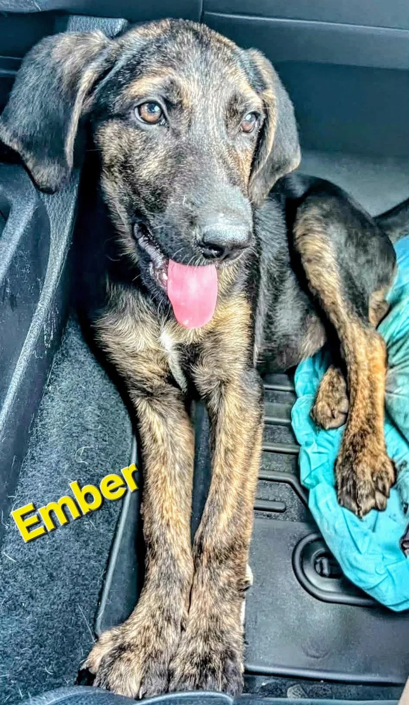 Ember thumbnail 3