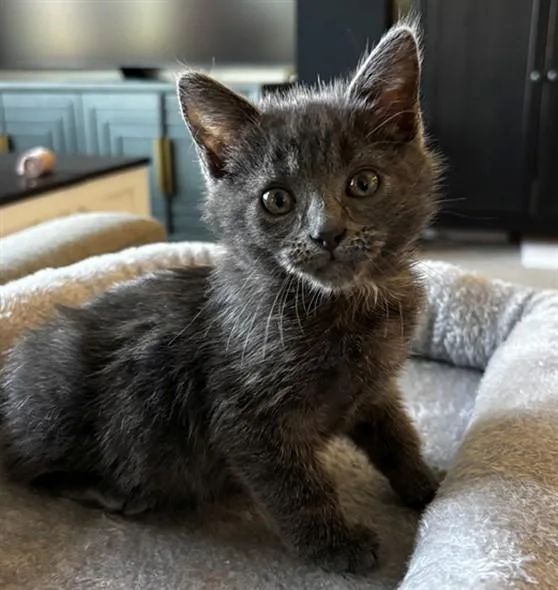 A baby small-sized male Domestic Short Hair cat named Winston for adoption in Santa Clara, CA