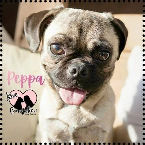 A baby small-sized female White / Cream Pug dog named Peppe for adoption in Gilbert, AZ