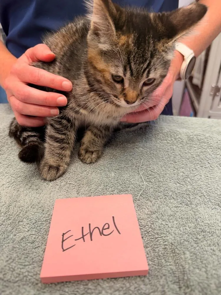 A baby small-sized female Brown / Chocolate Domestic Short Hair cat named Ethel for adoption in Vancouver, WA