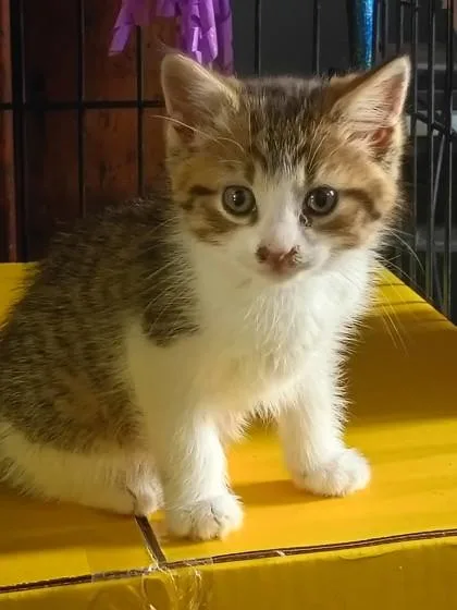 A baby small-sized male Domestic Short Hair cat named Turnip for adoption in Shawano, WI