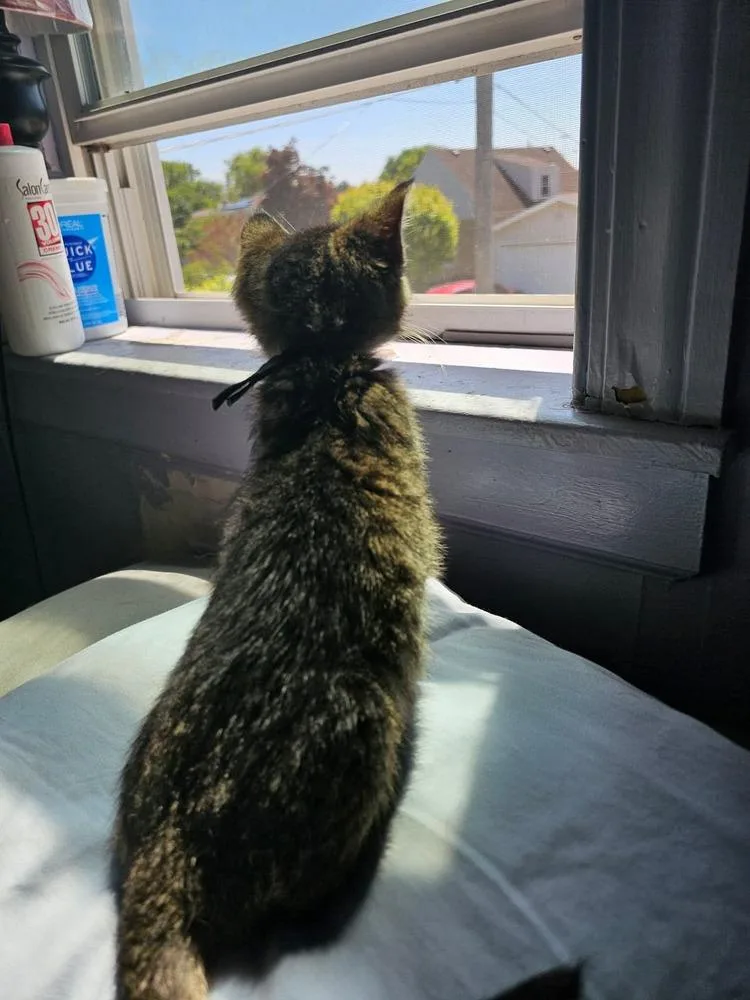 A baby small-sized male Domestic Short Hair cat named Luffy for adoption in Chicago, IL