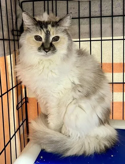 A senior medium-sized female Buff / Tan / Fawn Domestic Medium Hair cat named Antoinette for adoption in Annapolis, MD