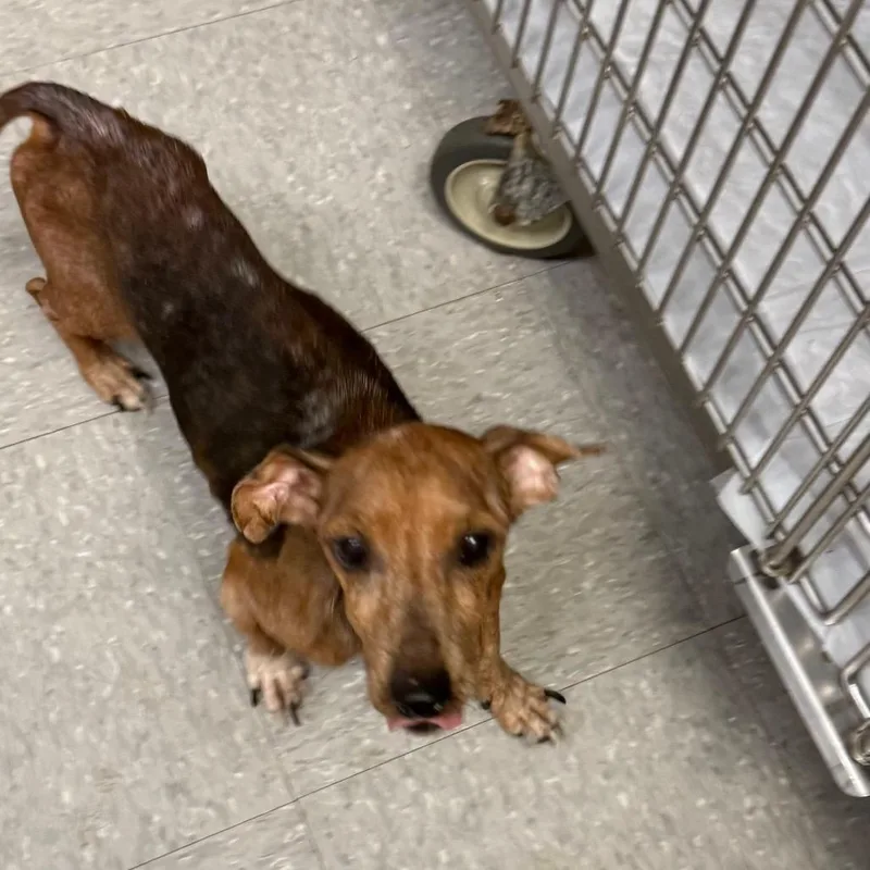 A senior small-sized male Red / Chestnut / Orange Dachshund dog named Chief Snickers for adoption in Bastrop, TX
