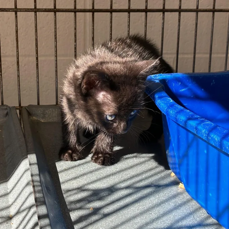 A young medium-sized male Domestic Short Hair cat named Nyx and Jynx for adoption in King George, VA