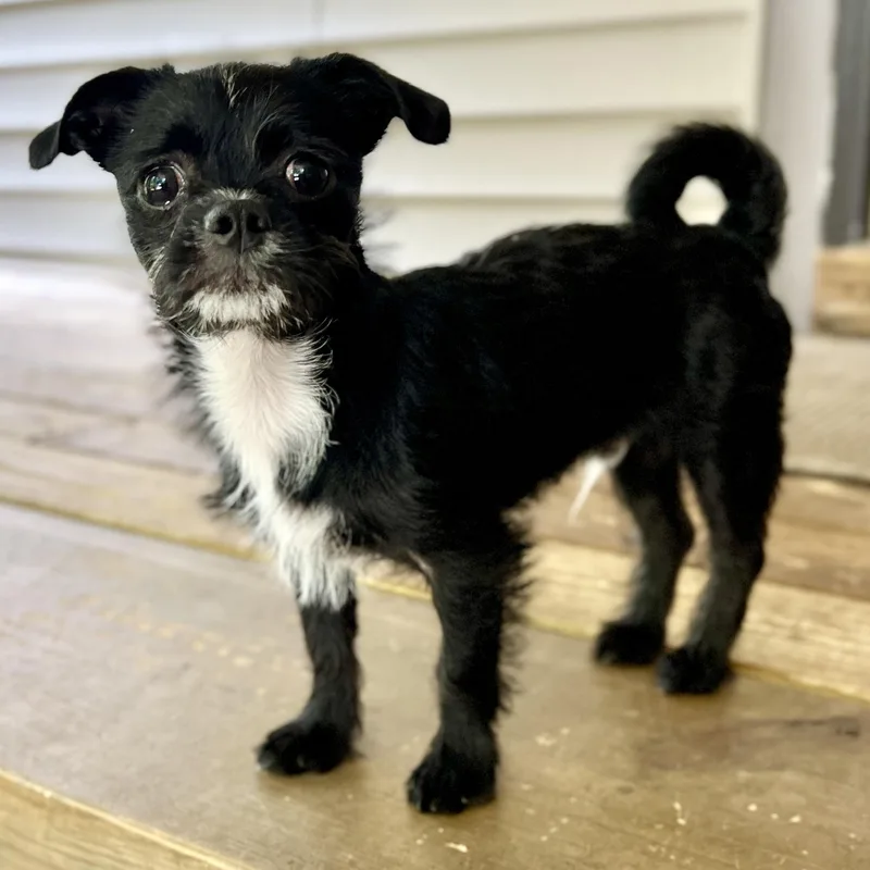A baby small-sized male Shih Tzu dog named Yeti for adoption in High Point, NC