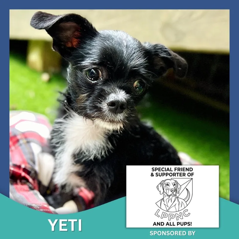 Yeti thumbnail 3