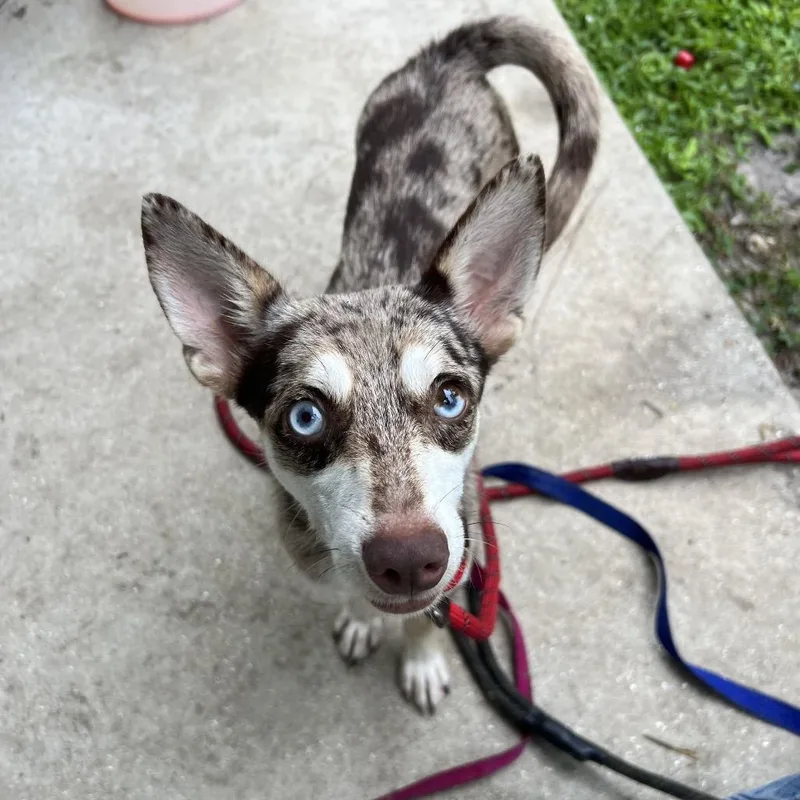 A young small-sized male Brown / Chocolate Mixed Breed dog named Anakin for adoption in Naples, FL