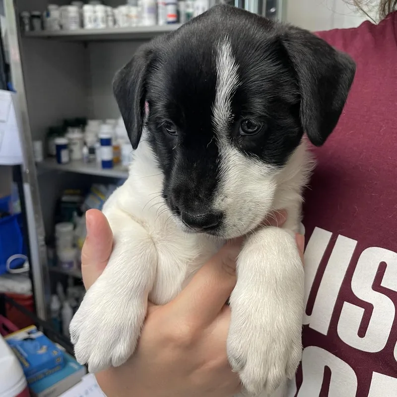 A baby small-sized female White / Cream Mixed Breed dog named Mary Anning for adoption in Austin, TX