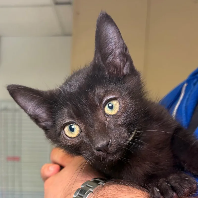 A baby small-sized male Black Domestic Short Hair cat named Tahoe for adoption in Santa Barbara, CA