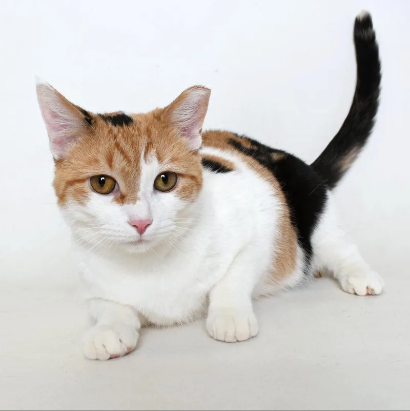 An adult large-sized female Calico Domestic Short Hair cat named Tina for adoption in Springfield, IL
