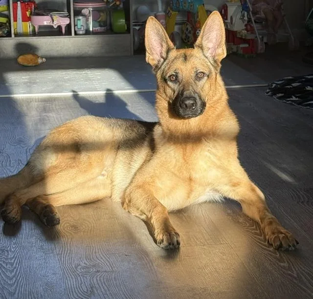 A young large-sized male Yellow / Tan / Blond / Fawn German Shepherd Dog dog named Kane for adoption in Manhasset, NY