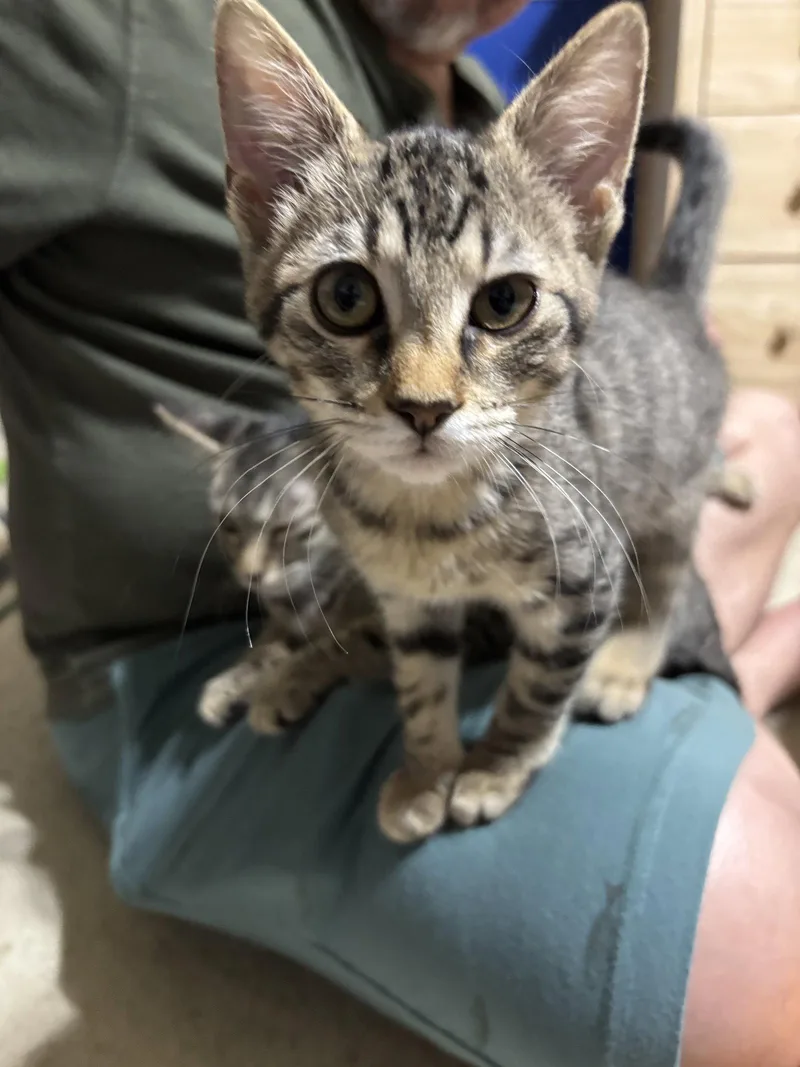 A baby medium-sized female Tabby cat named Gretel for adoption in MONTGOMERY, TX