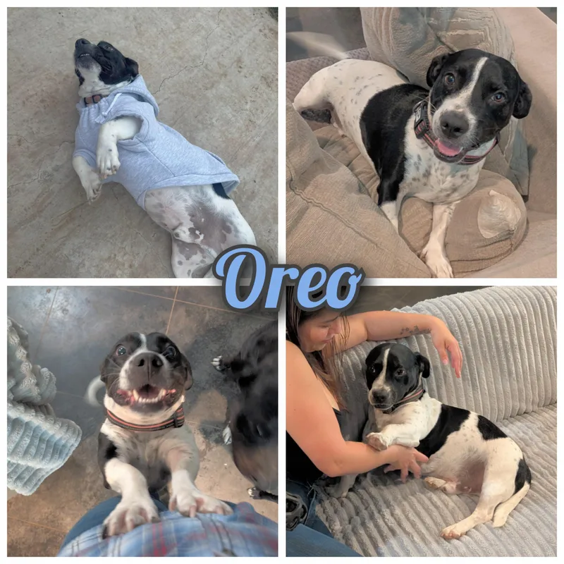 An adult medium-sized male Harlequin Basset Hound dog named Oreo for adoption in Bastrop, TX