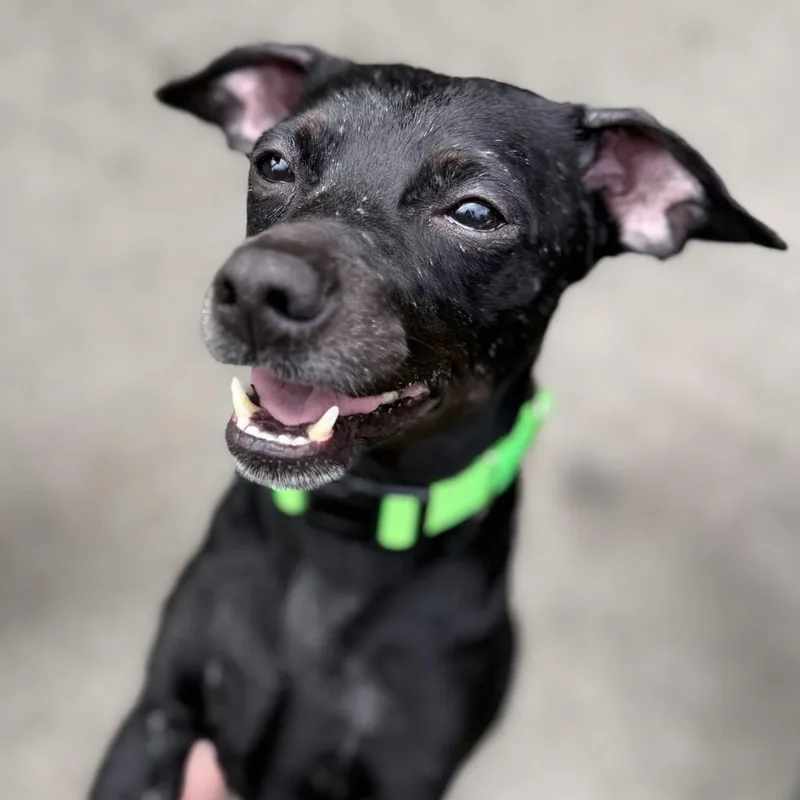 An adult small-sized male Black Chihuahua dog named Pepito for adoption in San Francisco, CA