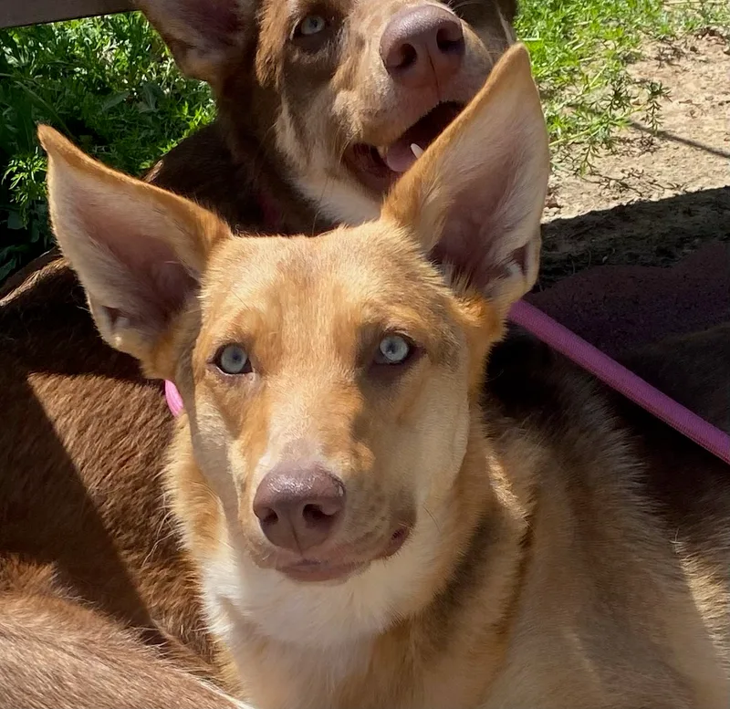 Savannah thumbnail 2