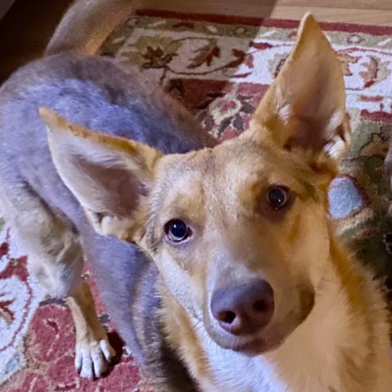 Savannah thumbnail 3