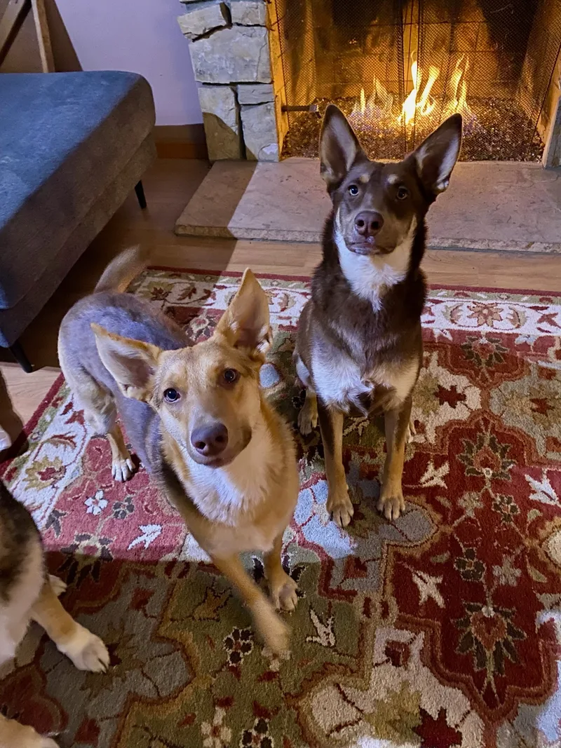 Savannah thumbnail 4