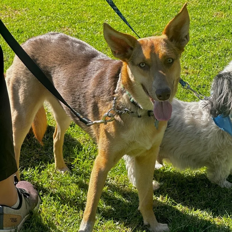 Savannah thumbnail 5