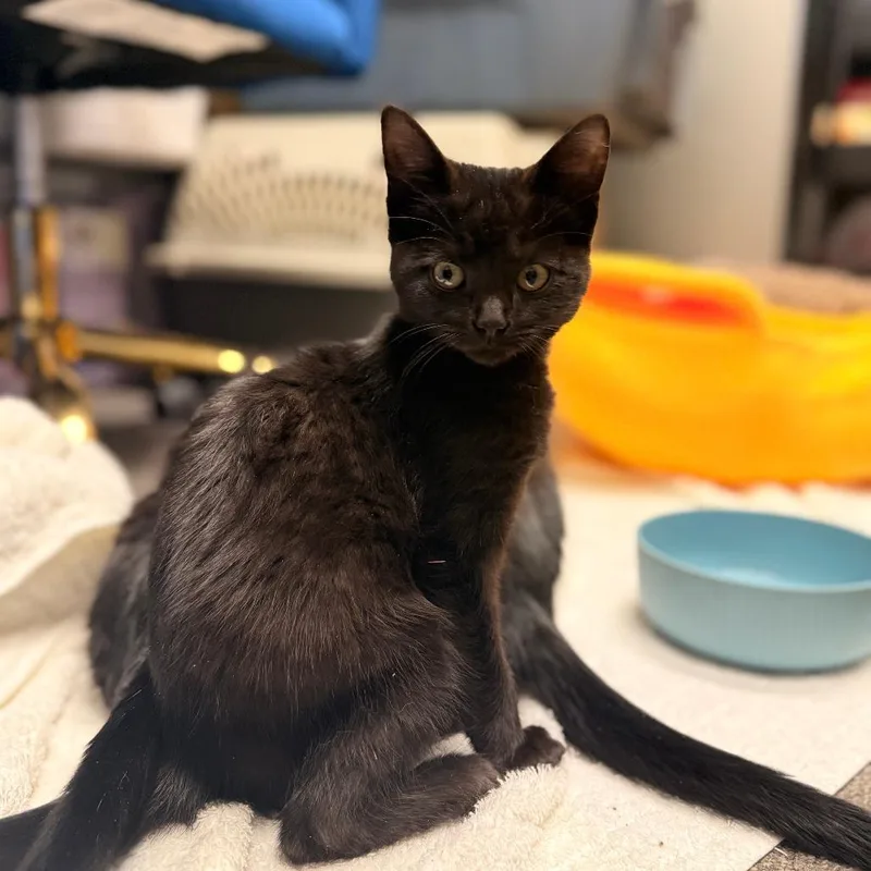 A young small-sized male Black Domestic Short Hair cat named Snowboard for adoption in Delaware, OH