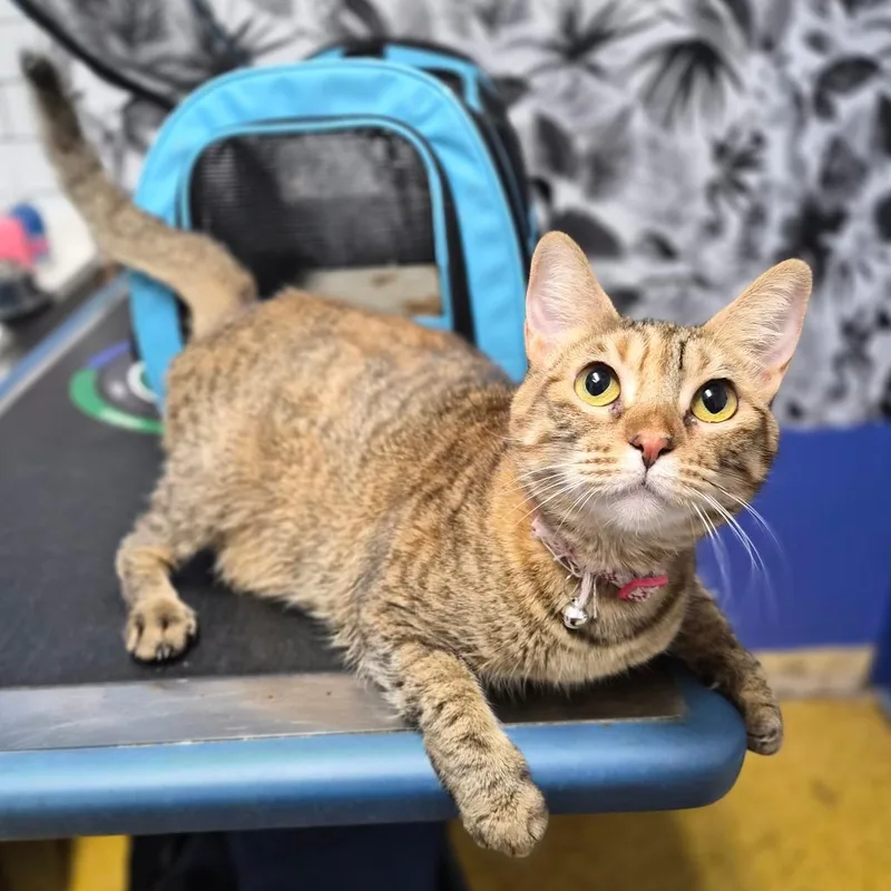 An adult medium-sized female Brown / Chocolate Domestic Short Hair cat named Girlie for adoption in Wahiawa, HI