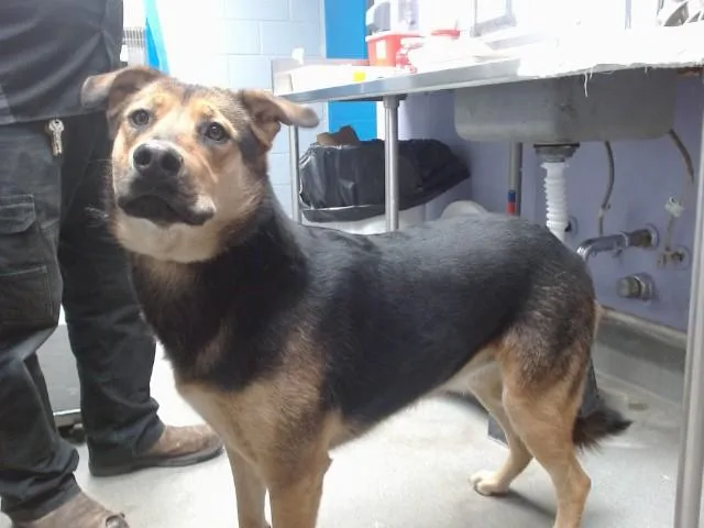 A young large-sized female German Shepherd Dog dog named Chocolate Chip for adoption in Albuquerque, NM
