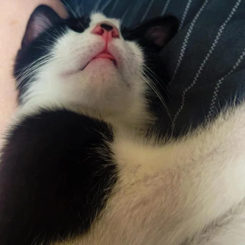 A baby medium-sized male Domestic Short Hair cat named Zip Reitze for adoption in Eagle Mountain, UT