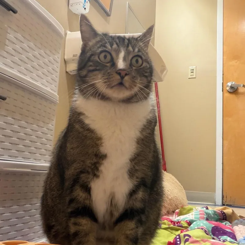 A senior extra large-sized male Buff / Tan / Fawn Domestic Short Hair cat named Boots for adoption in Bedford, NH