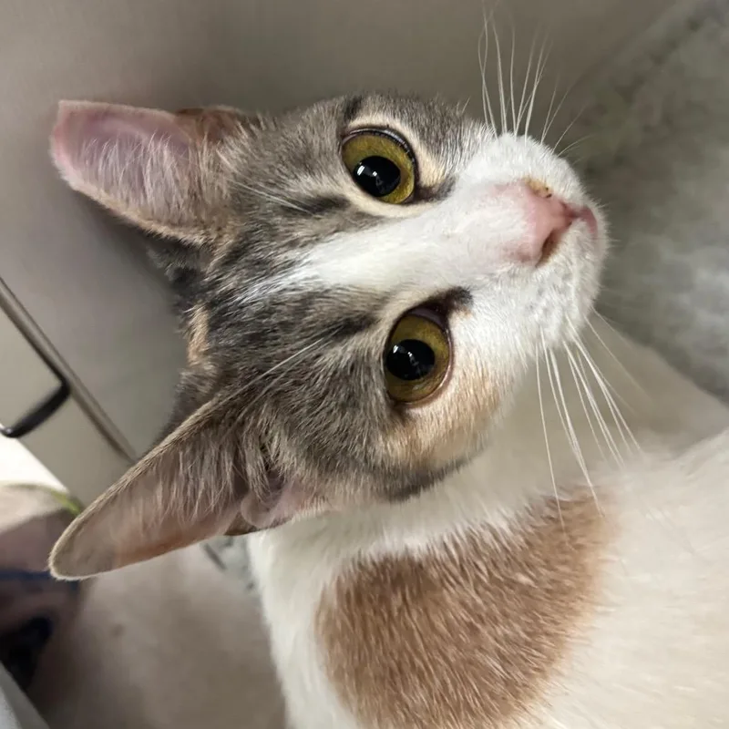 A young medium-sized female White Domestic Short Hair cat named Junebug for adoption in Redwood City, CA