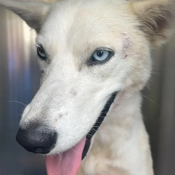 Pretty Girl